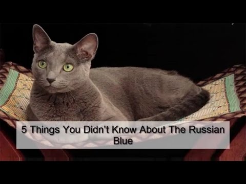 5 Things You Didn’t Know About The Russian Blue
