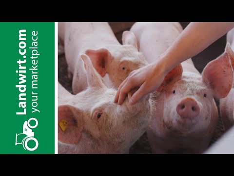 Moderne Schweinehaltung | landwirt.com