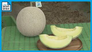 1株に1玉だけを丁寧に… ｢アールスメロン｣出荷最盛期 上品な甘さと芳醇な香りが特徴 糖度14度超で例年以上の甘さに 愛知･田原市