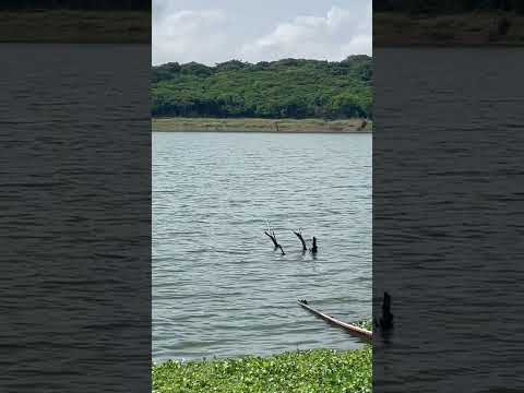 24/02/2026: Nível do Açude Araras em Varjota #ceará volta a subir. #robertolira #notícias #youtube