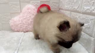 ハーフ犬の動画01