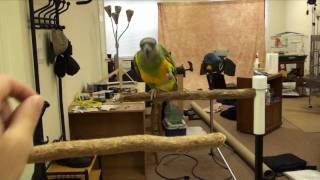 Kili Senegal Parrot - Refledging and Teaching to Fly, First Recall Flight