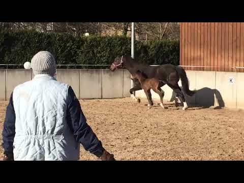Stutfohlen v. Chubakko-Chambertin