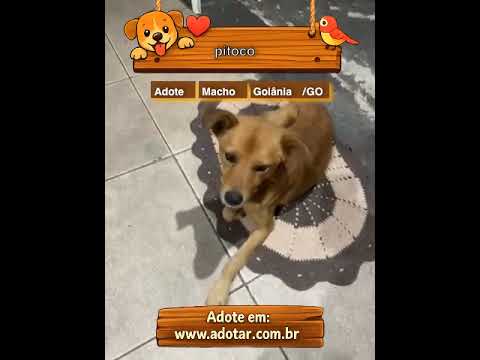 Vídeo de pitoco