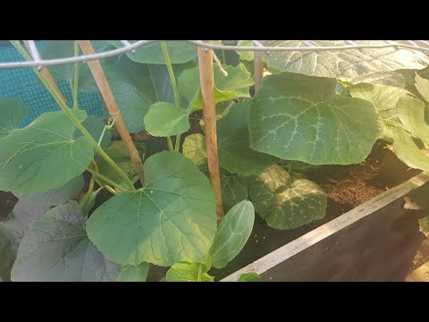 |Part 5| Growing bottle gourds(Kodu)& Sweet pumpkins(Shofri Kodu) (Shokher Bagan2020)