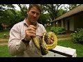 Eye To Eye With A Yellow Anaconda Deadly 60 Series 2 BBC