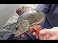 Perch Fishing Rigs, Tips & Tactics