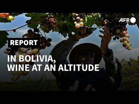 Bolivian wine-growers banking on 'distinctive' altitude flavour | AFP