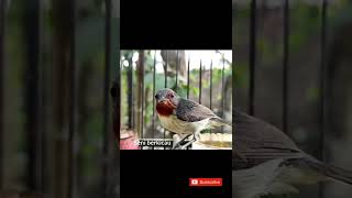 Download lagu Suara besetan kowul betina #kowul #kolibriwulung #kolibri #suaraburung mp3