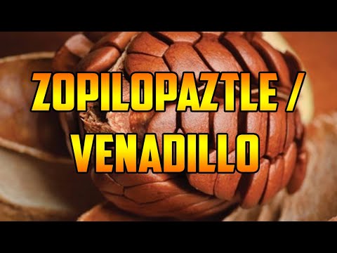 PARA QUE SIRVE🌿ZOPILOPAZTLE 🌿BENEFICIOS🌿 ZOPILOTE SEMILLA 🌿VENADILLO 🌿PROPIEDADES Y USOS MEDICINALES