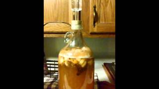 Spiced Pear Cyser Fermentation