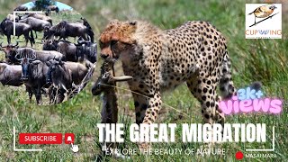 The Great Migration of Animals Will Leave You Speechless - Masai Mara Kenya 2024