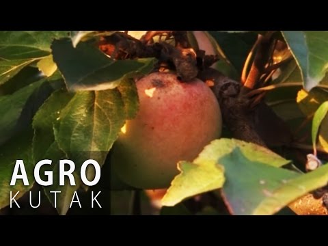 Agro Kutak 38 - Uzgoj voća i povrća