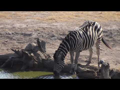 Djuma: Zebras and Impalas - 08:05 - 09/26/18