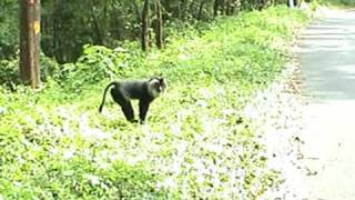 preview picture of video 'LIon Tailed Macaques- Road crossing at Pudhuthottam, Valparai'