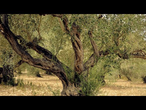 Historia - Verde Esmeralda Imagine Picual 500 ml