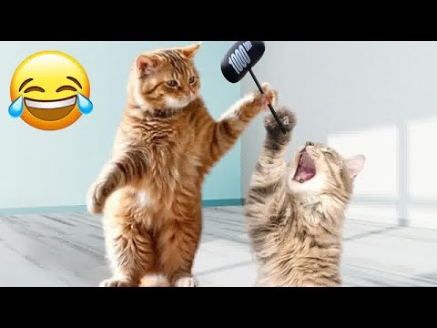 😆 Silly Cats Caught in the Act 😂 Best Funniest Catss Video 2024 🐱