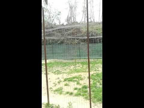 "commedie napoletane..." ;-)