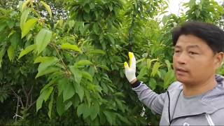 체리나무 모든것 친구집 4년간 방치나무 전정   sweet cherry tree (진도명량농원 )