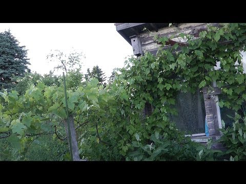 A Permaculture Grape Vine