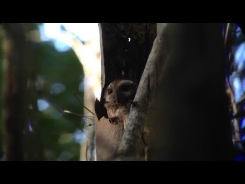 Sova kubánska bezperá — Bare-legged Owl