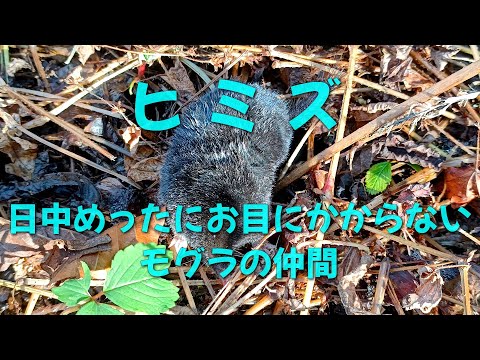 モグラかハタネズミか?一目でわかる違い トピックス
