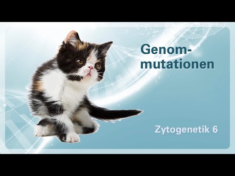 Zytogenetik 06 – Genommutationen