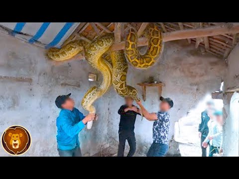 , title : 'Die 12 größten Schlangen, die mit der Kamera aufgenommen wurden'