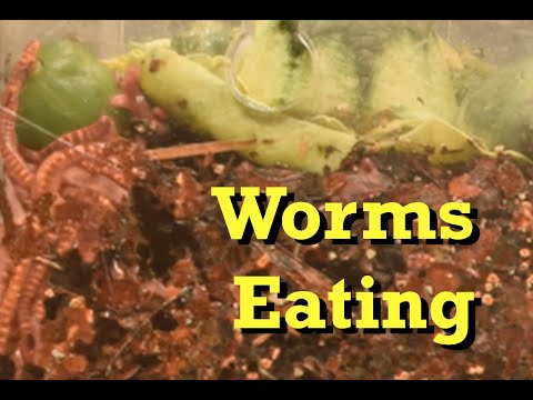 Close-ups in dense packed time-lapse 24 fps