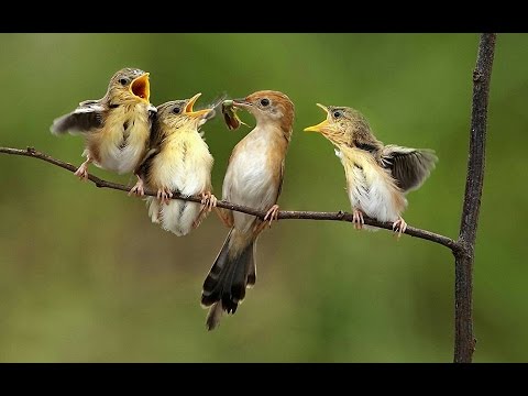 Shaban Tairi - Kerkimi i rriskut