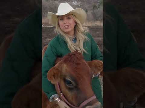 Why I Love A2/A2 Milk from our own Dairy Cow  #A2/A2