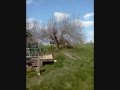 Time Lapse - Taming a Very Old Apple Tree 