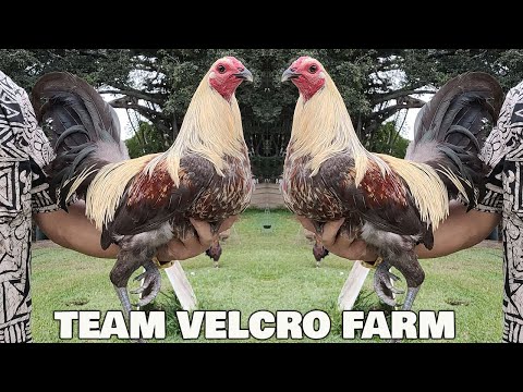 Beautiful Black Birds Velcro Mug Grey Feg McRae - Velcro Farm