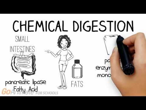 Mechanical & Chemical Digestion