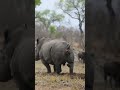 Rhino Bathroom Break South Africa WILDwatch