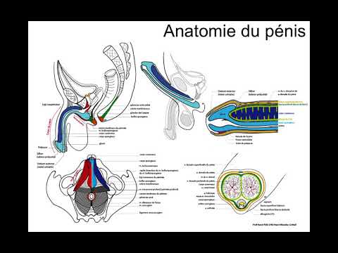 Types de structure de pénis