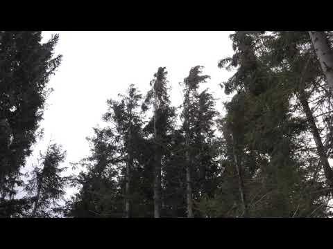 Strong Howling Wind Sound 2 Hours / Swaying Spruce Trees in The Wind