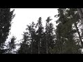 Strong Howling Wind Sound 2 Hours / Swaying Spruce Trees in The Wind