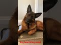 Dog Reaction To Head Tilting Sound