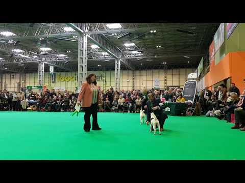 Crufts 2019, Smooth Fox Terrier - BOB
