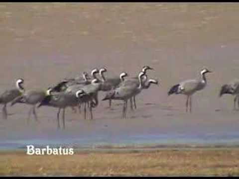 .Grulla común ( Grus grus ) Ing.Craine