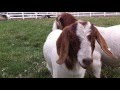 Vermicomposting With Goat Manure And Shredded Cardboard
