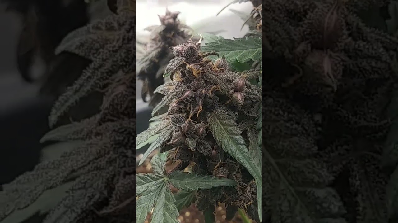 self pollinated female cannabis plant fully seeded out. #cannabisseeds #cbd #cannabis