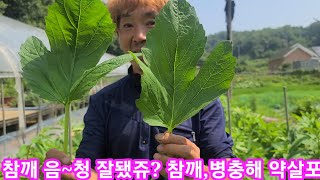 참깨 이거보다 잘된거 아주 많죠? 참깨병충해 방제