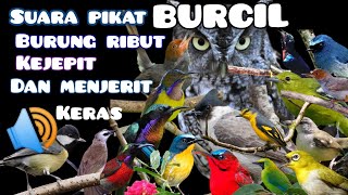 Download lagu suara pikat burung kecil yang susah turun|| kutilang ribut dan burung kejepit.#mp3pikat #caramikat mp3 Download lagu suara pikat burung kecil yang susah turun|| kutilang ribut dan burung kejepit.#mp3pikat #caramikat mp3