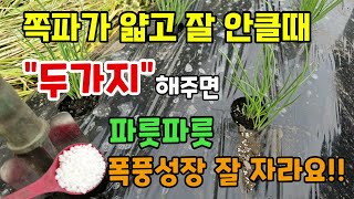 쪽파가 잘 안크고 잎이 마를때 두가지만 해주면 폭풍성장 잘 자라요  #쪽파키우기