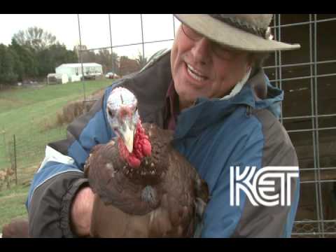 download lagu mp3 mp4 Bourbon Red Turkey Eggs For Sale Uk, download lagu Bourbon Red Turkey Eggs For Sale Uk gratis, unduh video klip Bourbon Red Turkey Eggs For Sale Uk