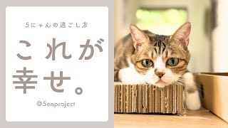 【癒やし】ストレス発散！５にゃんの幸せな爪とぎタイムをお届け