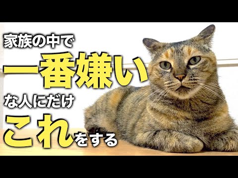 猫が特定の植物を好む理由