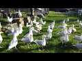 Seagull Frenzy
